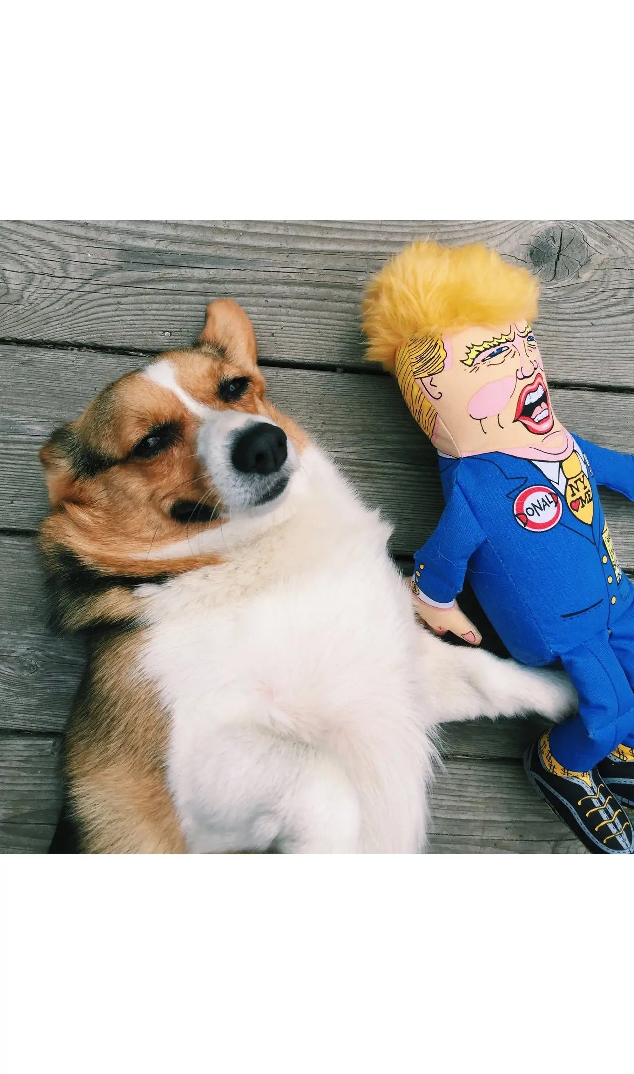 Political Parody Dog Toy - Donald Trump available large or small